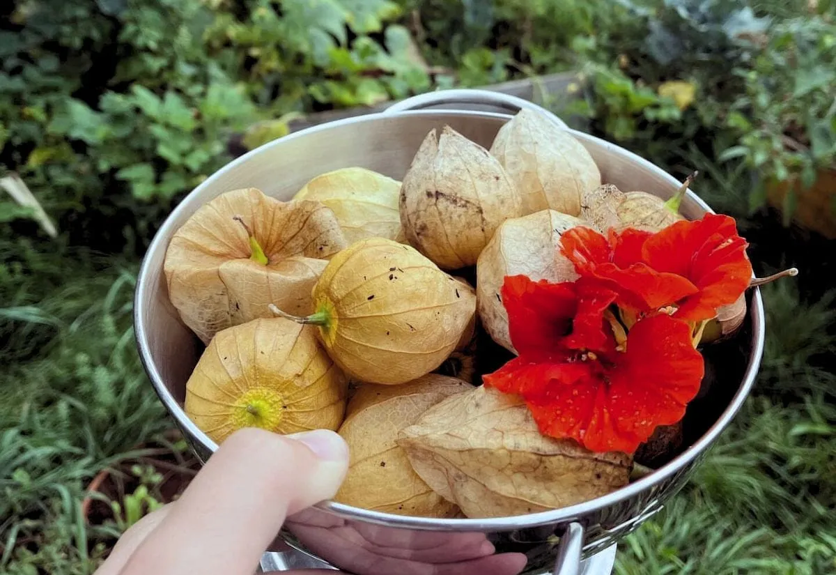 Storage Tips After Harvesting Tomatillos