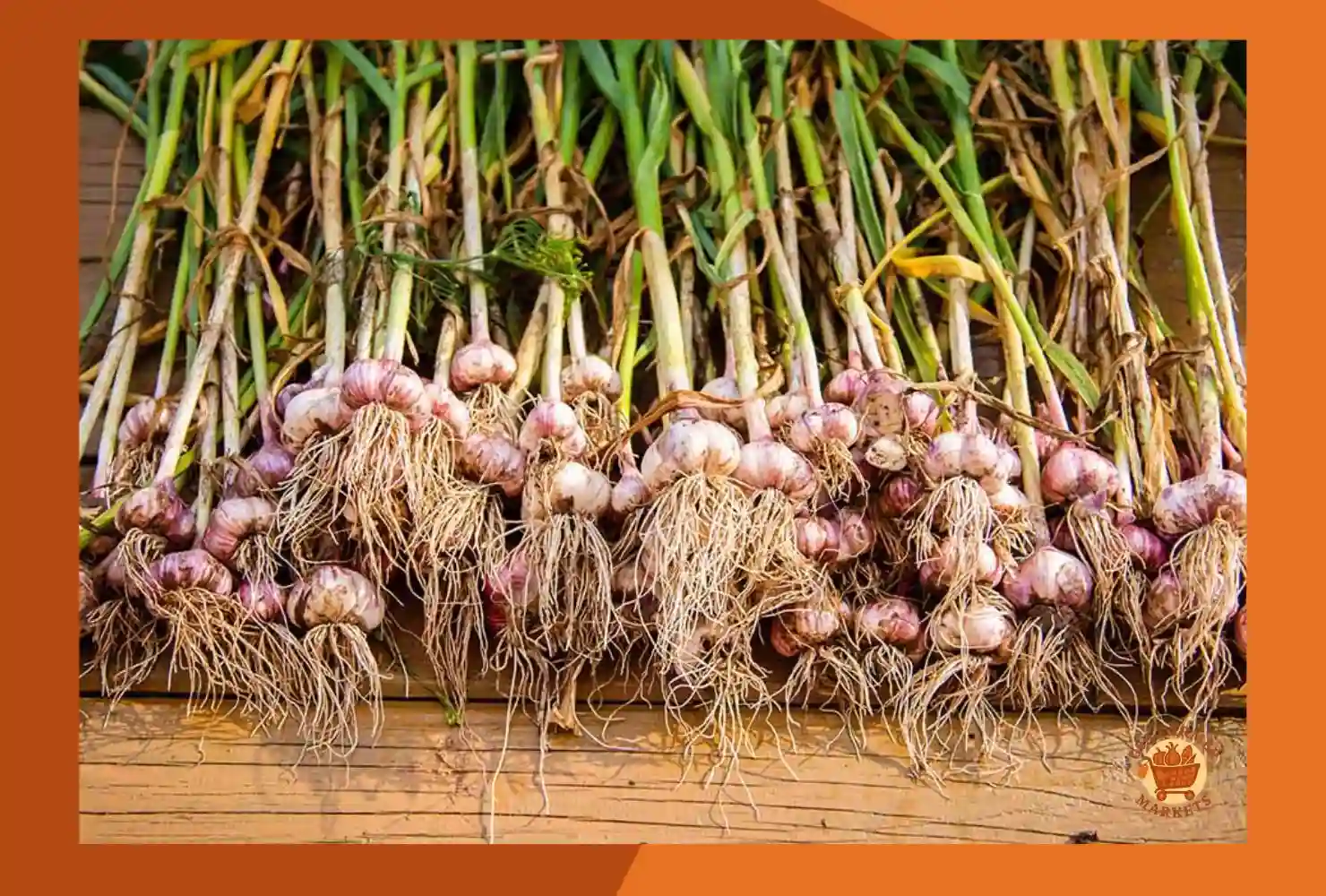 When is Garlic Ready to Harvest