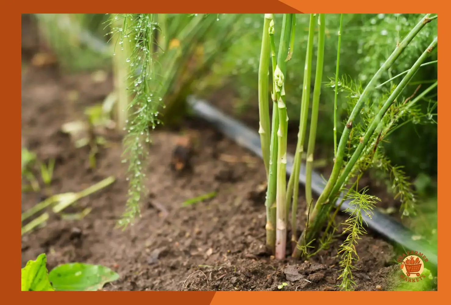 When to Harvest Asparagus