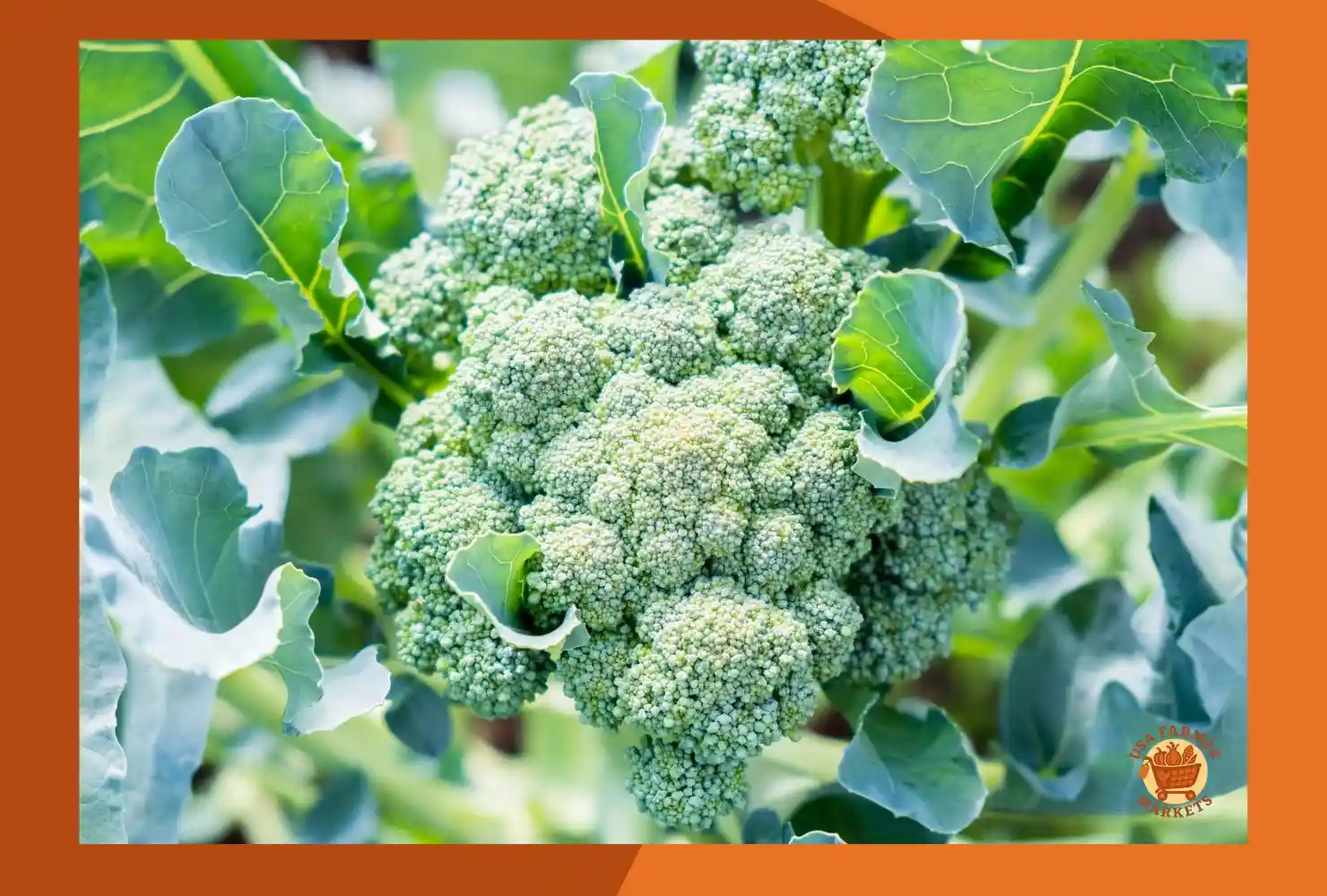 When to Harvest Broccoli