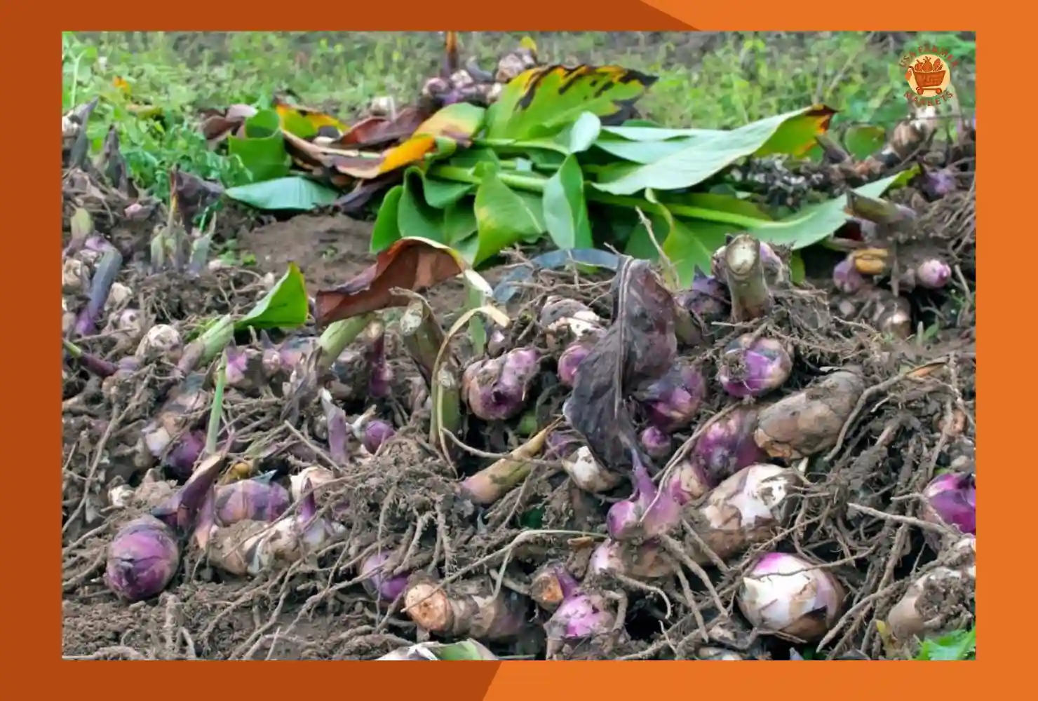 When to Harvest Canna
