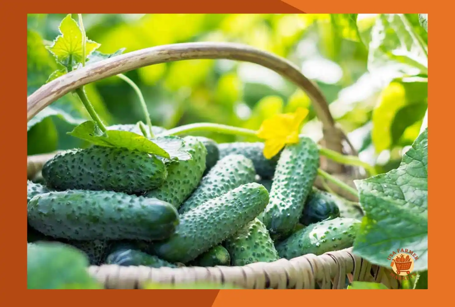 When to Harvest Cucumbers