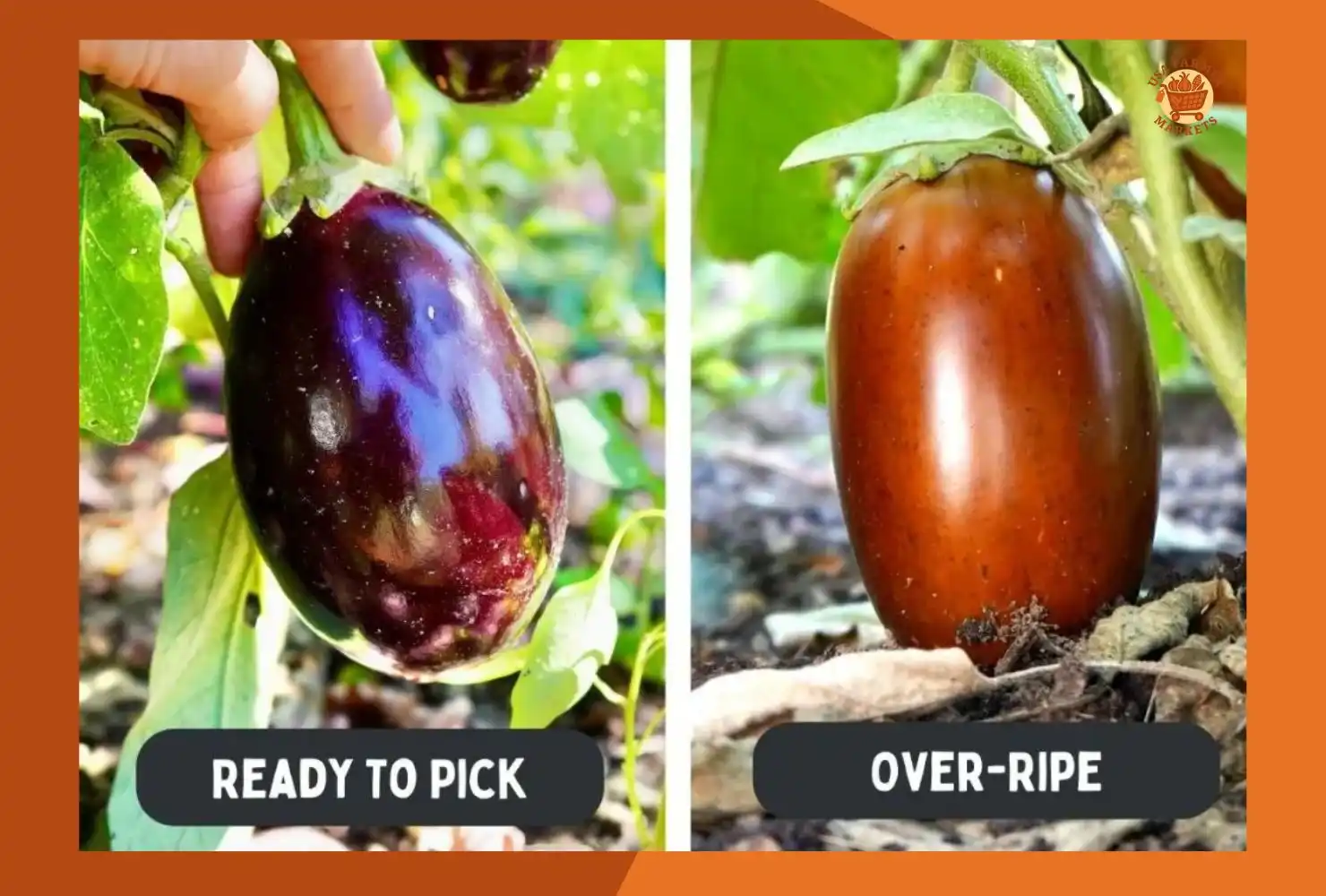 When to Harvest Eggplant