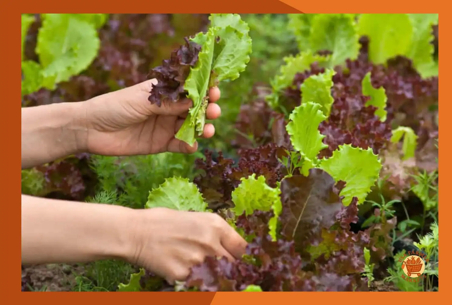 When to Harvest Lettuce