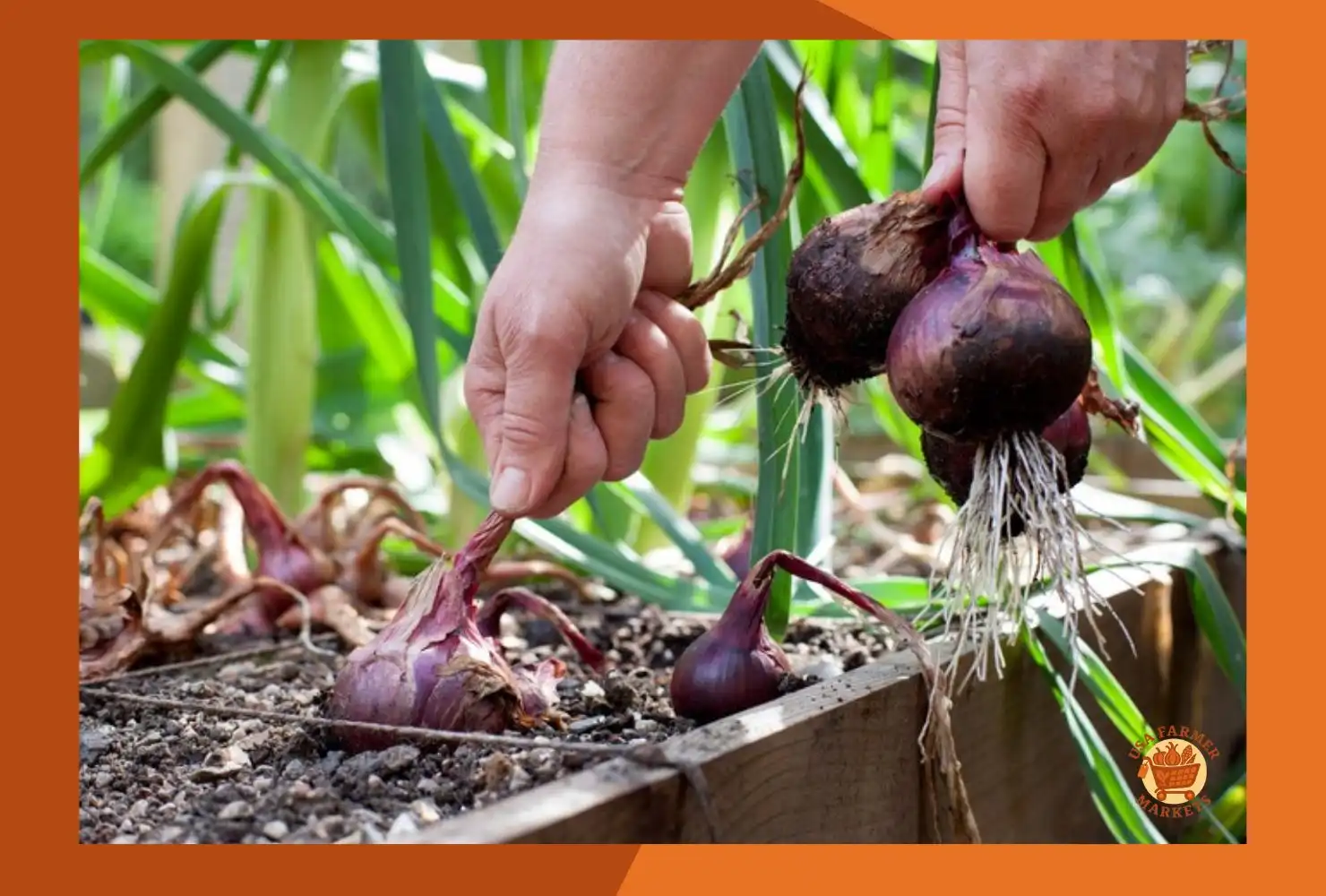 When to Harvest Onions