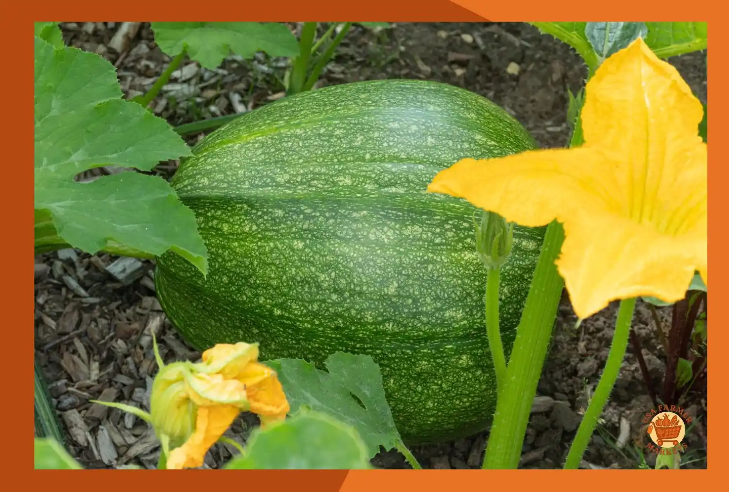 When to Harvest Spaghetti Squash