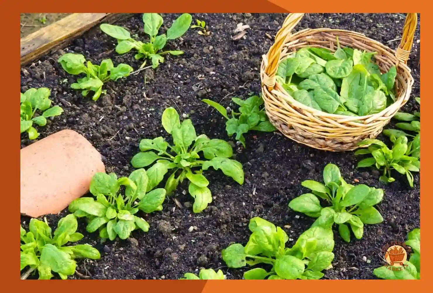 When to Harvest Spinach