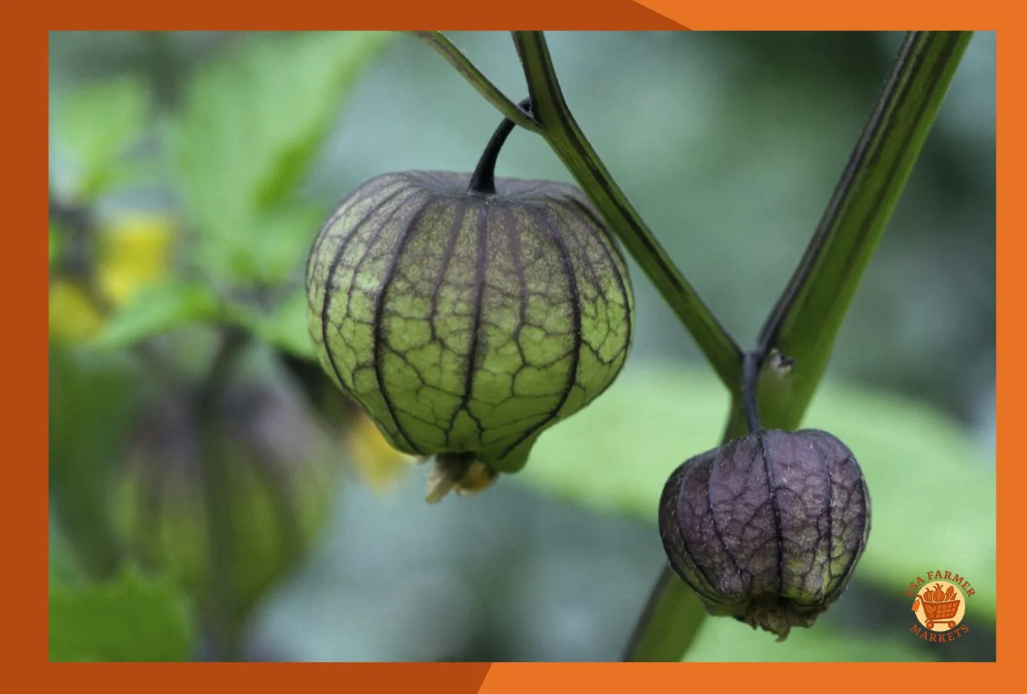 When to Harvest Tomatillos