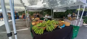 fresh produce and artisan goods at vizcaya village farmers market
