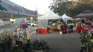 fresh vegetables at new smyrna beach farmers' market