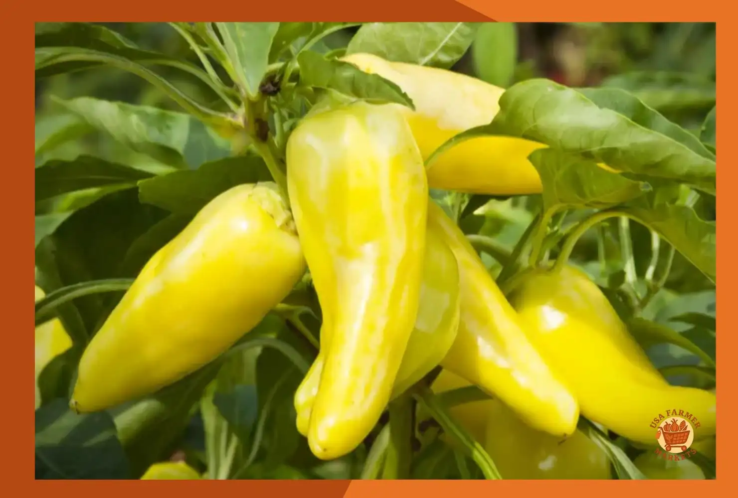 when to harvest banana peppers