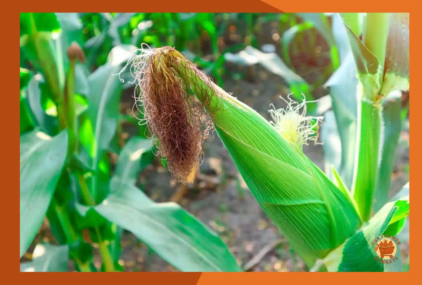 when to harvest corn
