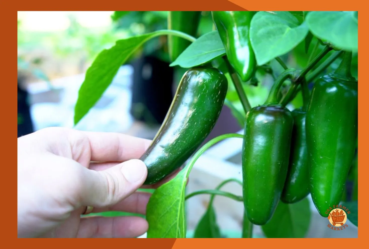 when to harvest jalapeno