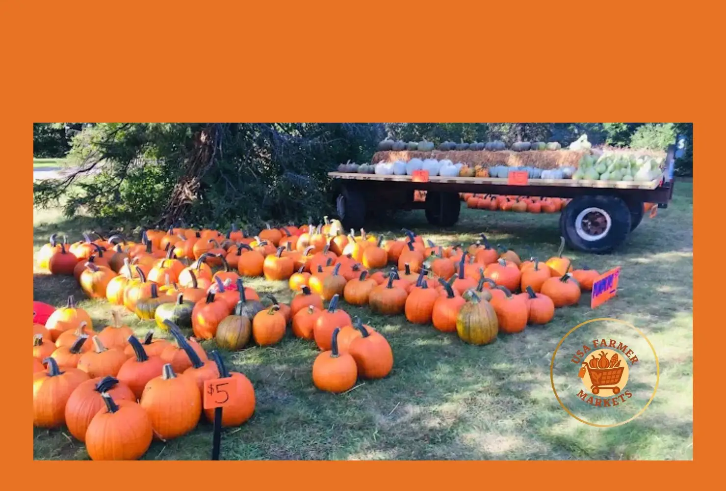 zemr family farm u-pick flowers, pumpkins
