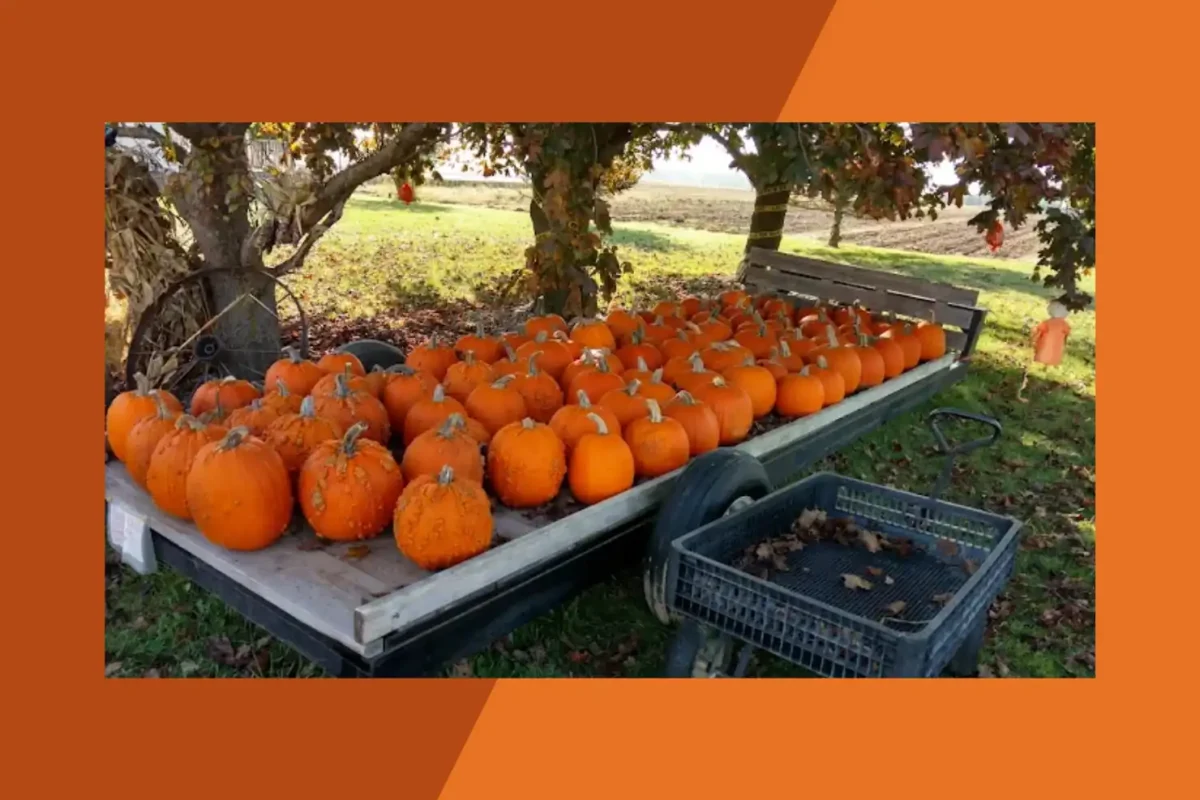 Mares Farm Market