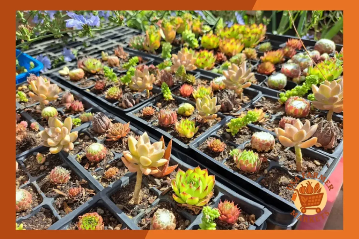 Noble Orchards California