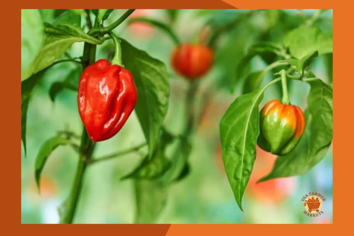 When To Harvest Habanero