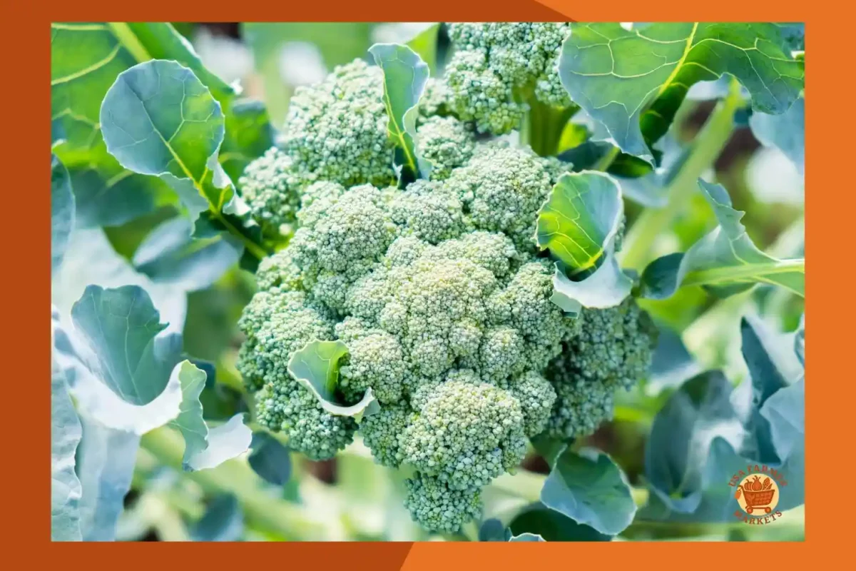 When to Harvest Broccoli