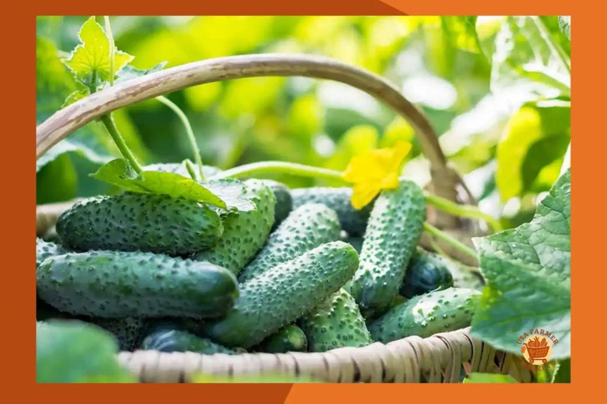 When to Harvest Cucumbers