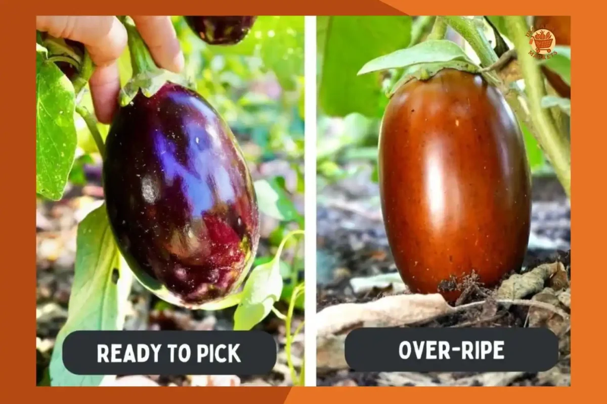 When to Harvest Eggplant