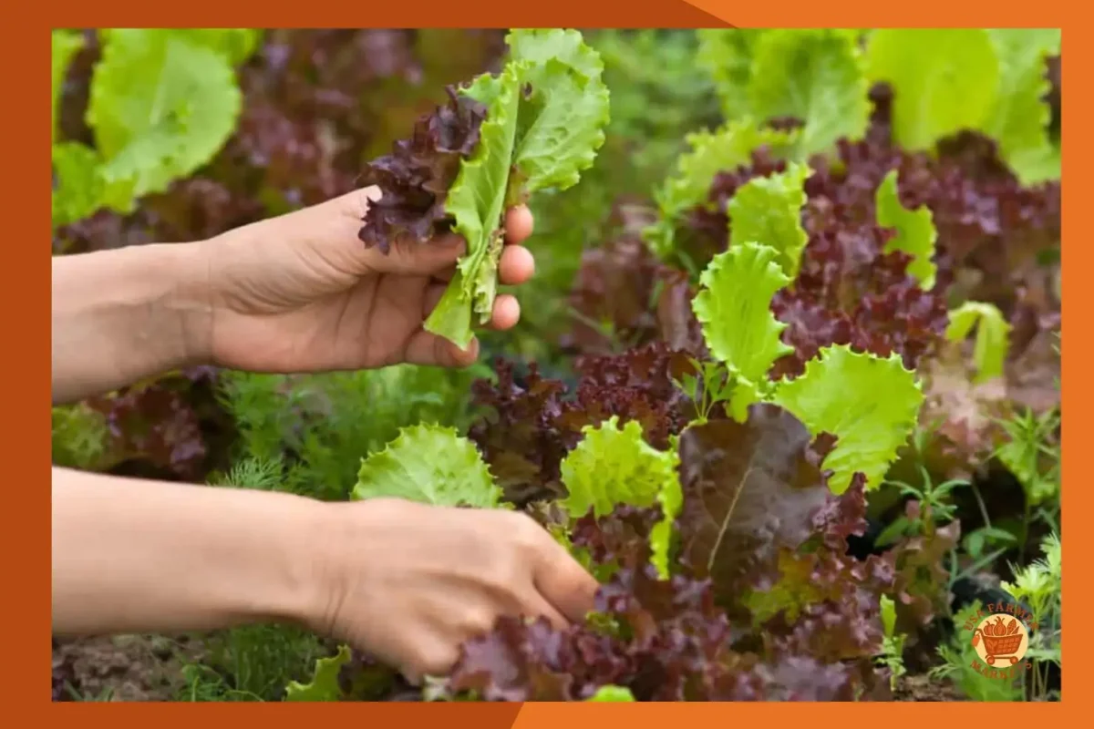 When to Harvest Lettuce