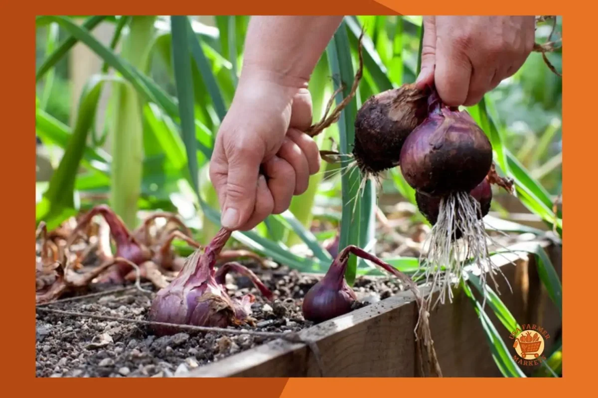 When to Harvest Onions