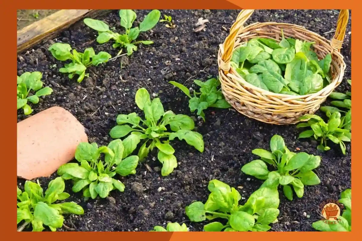 When to Harvest Spinach