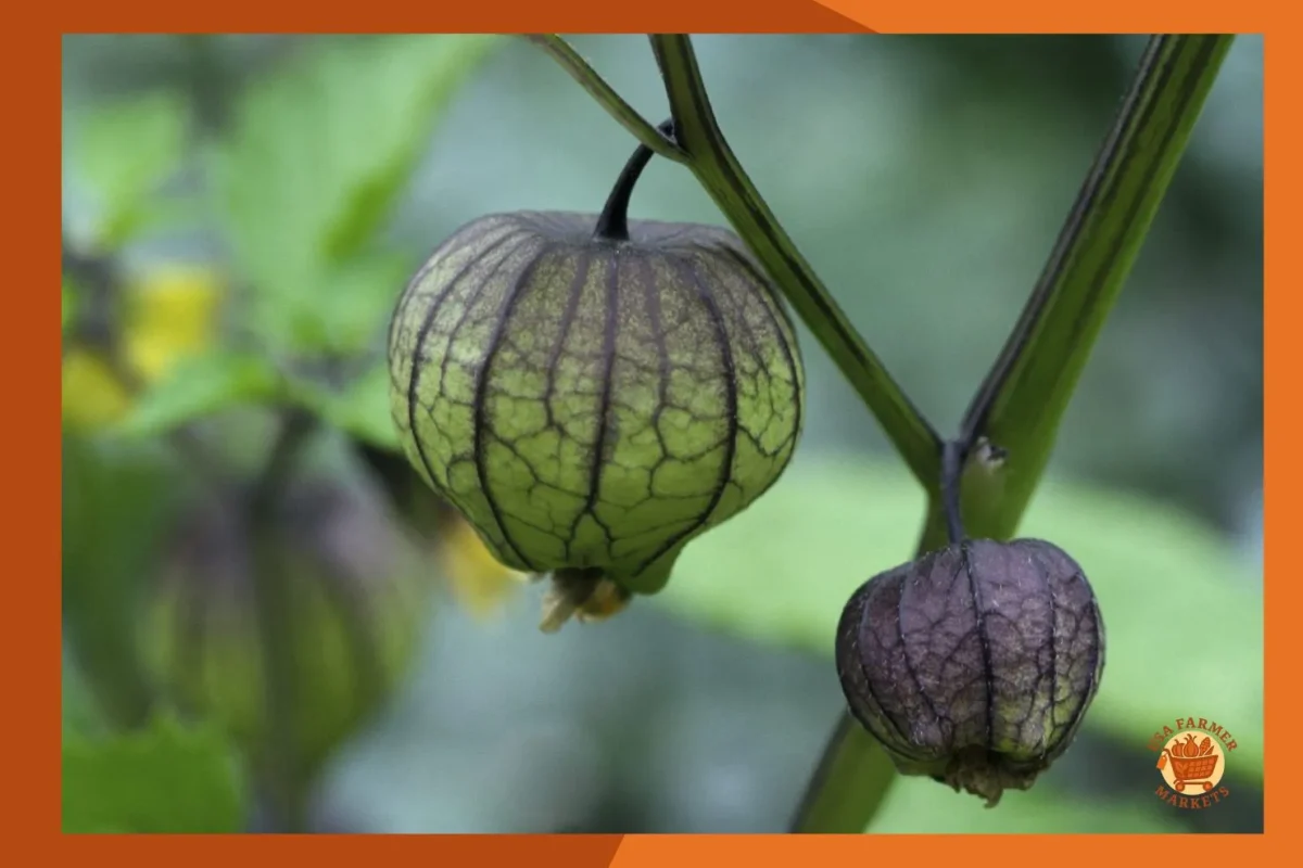 When to Harvest Tomatillos