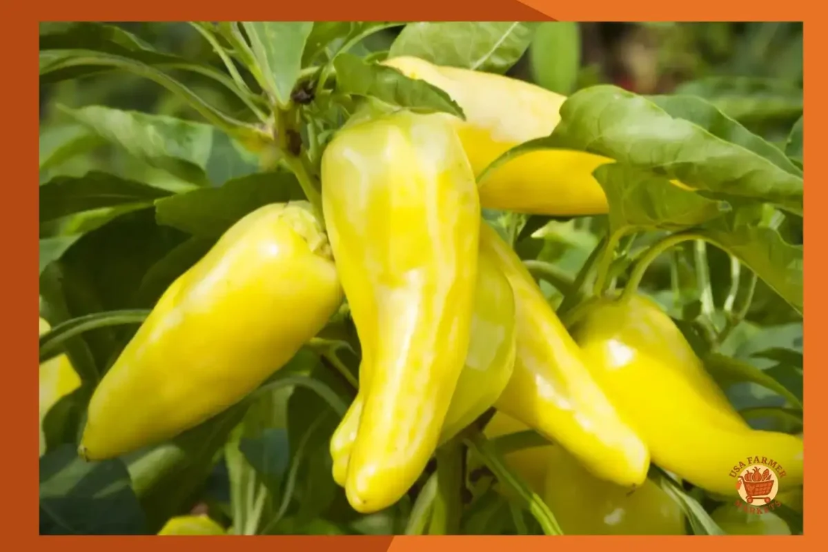 when to harvest banana peppers